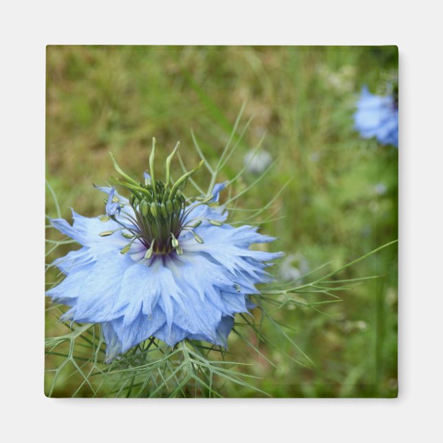 Imã Cornflower Magnet (Frente)