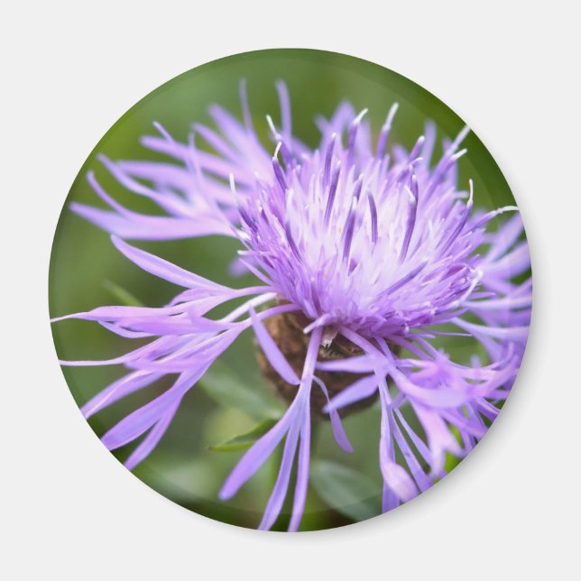 Imã Cornflower Roxo (Frente)