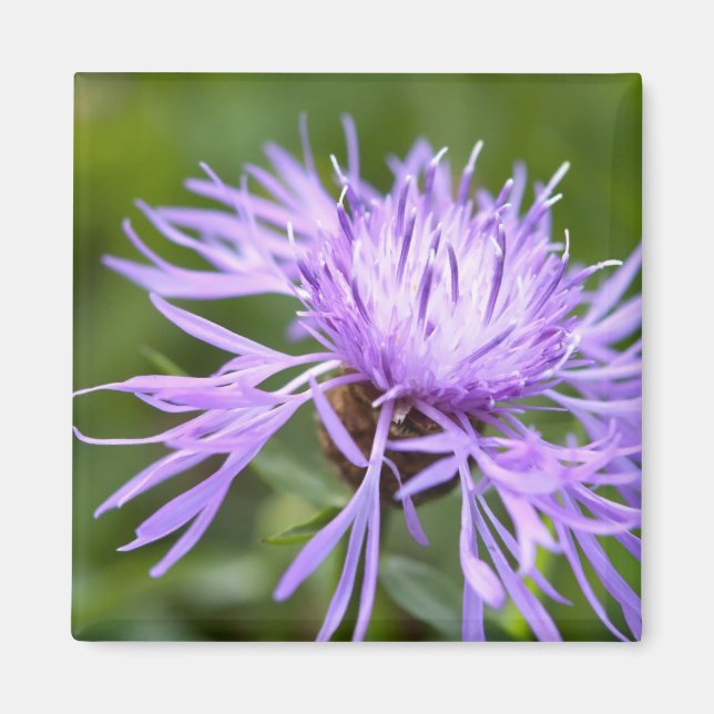 Imã Cornflower Roxo (Frente)