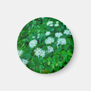 Imã Cornus sanguinea