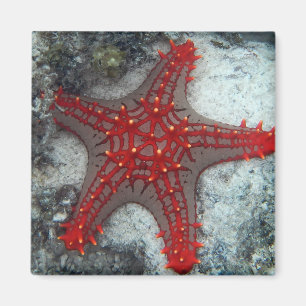 Imã Coroa da estrela do mar dos espinhos no recife de