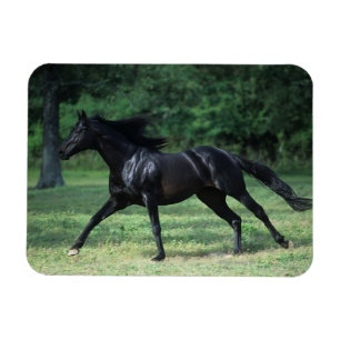 Ímã Corredindo puro