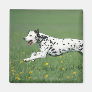 Imã Corredor Dalmatian