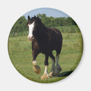 Imã Corredor de Clydesdale