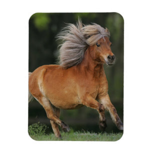 Ímã Corredor diminuto do cavalo