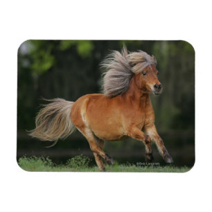Ímã Corredor diminuto do cavalo