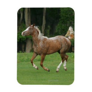 Ímã Corredor do cavalo do Appaloosa
