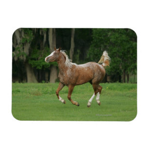 Ímã Corredor do cavalo do Appaloosa