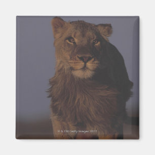 Imã Corredor do leão