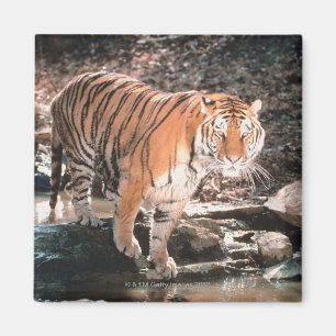 Imã Córrego do cruzamento do tigre