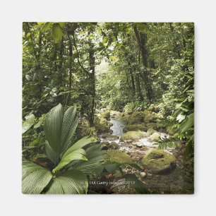 Imã córrego na floresta húmida, Dominica