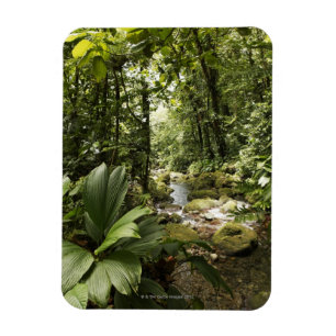 Ímã córrego na floresta húmida, Dominica
