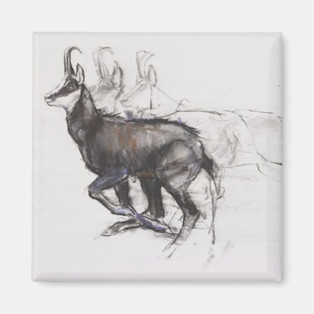 Imã Correndo Chamois (Frente)