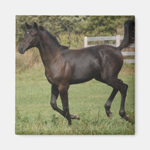 Imã Corrente-Cavalo-2