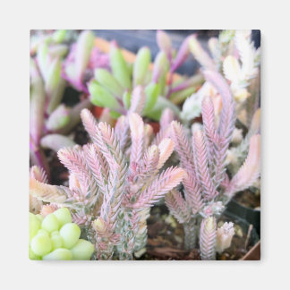 Imã Corrente de Crassula Variegada Cor-de-Rosa com Êxi