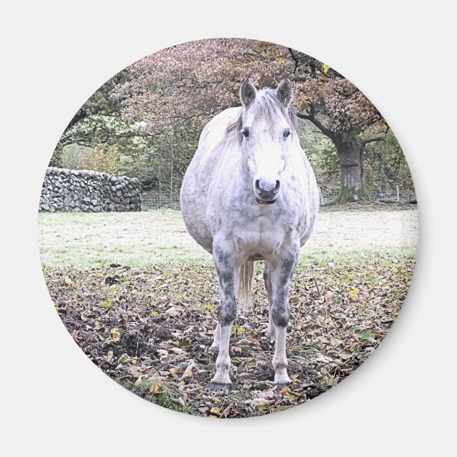 IMÃ CORTE HORSE   (Frente)