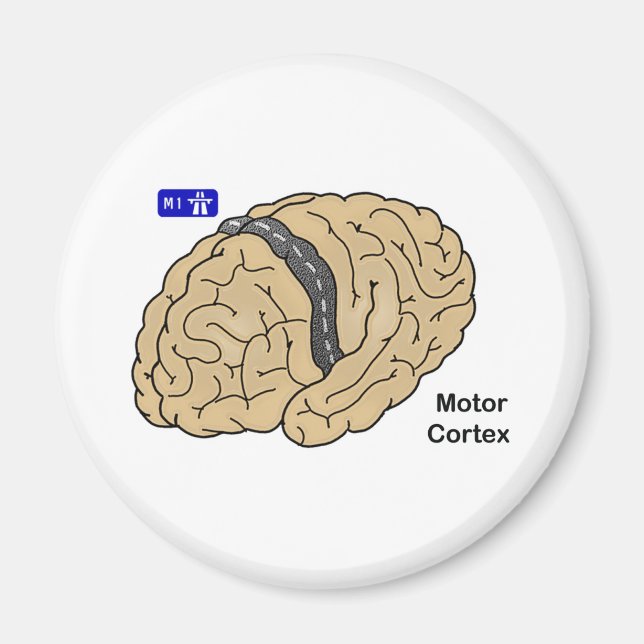 Imã Cortex motor (Frente)