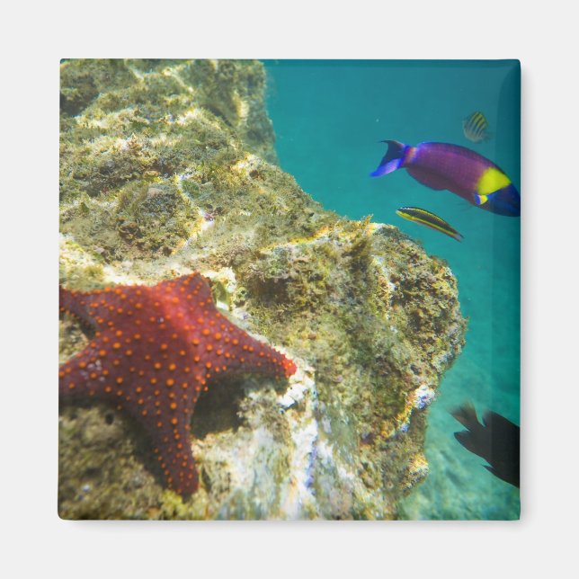 Imã Cortez Rainbow Wrasse macho e fêmea e mar (Frente)