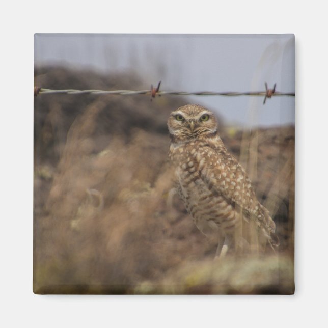 Imã coruja (Frente)