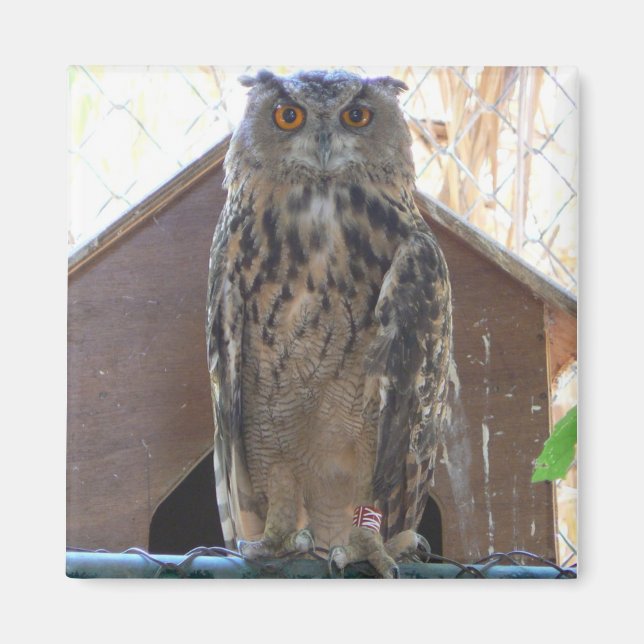 Imã Coruja-coruja (Frente)