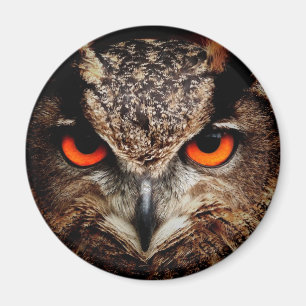 Imã Coruja de Águia Vermelha Assustada