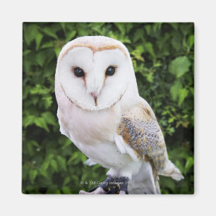Imã Coruja de celeiro (Tyto alba) na luva