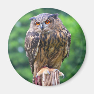 Imã Coruja de Eagle do Eurasian
