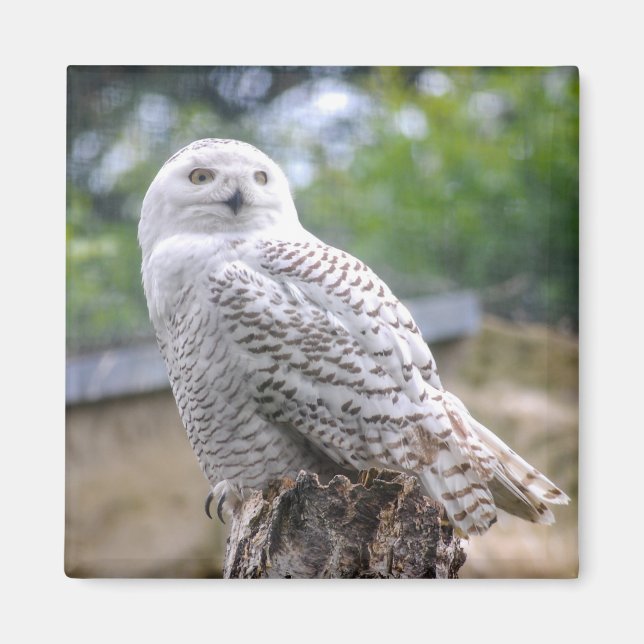 Imã Coruja de neve (Frente)