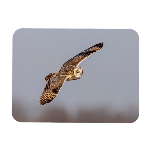 Ímã Coruja-de-orelha-curta no Shawangunk Grasslands (Horizontal)