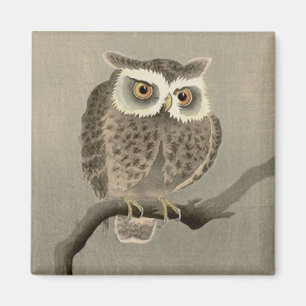 Imã coruja-de-orelha-longa