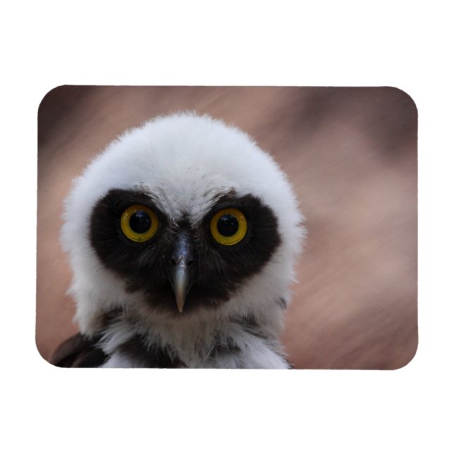 Ímã Coruja Espetacada (Horizontal)