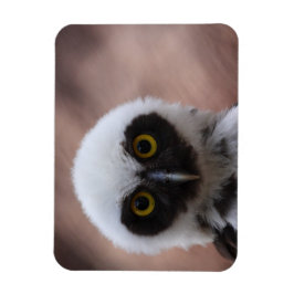 Ímã Coruja Espetacada