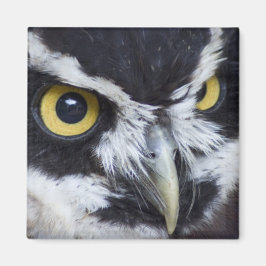 Imã Coruja Espetacular Negra e Branca