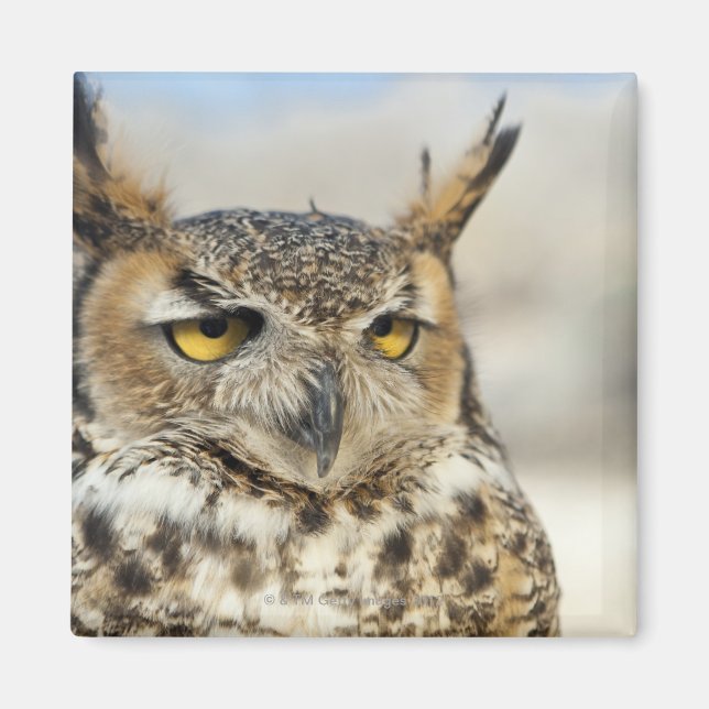 Imã Coruja-excelente (Bubo virginianus) (Frente)