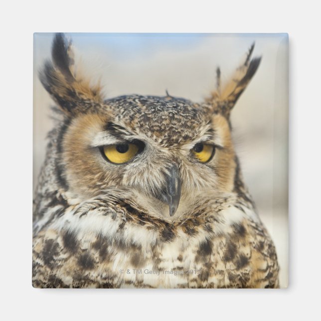 Imã Coruja-excelente (Bubo virginianus), cativa (Frente)