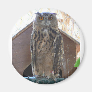 Imã Coruja olhar fixamente