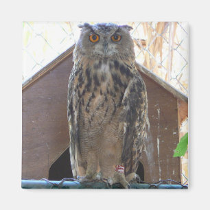 Imã Coruja olhar fixamente