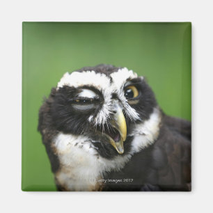 Imã Coruja Spectacled (perspicillata de Pulsatrix)