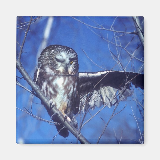 Imã Coruja Winking (Frente)