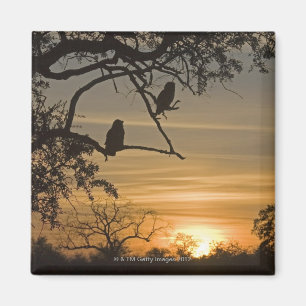 Imã Corujas de Eagle gigantes (lacteus do bubão)