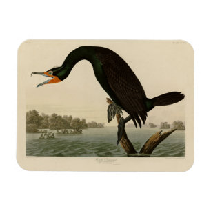 Ímã Corvo da Flórida das Aves da América de Audubon