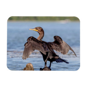 Ímã Corvo-duplo no lago Champlain