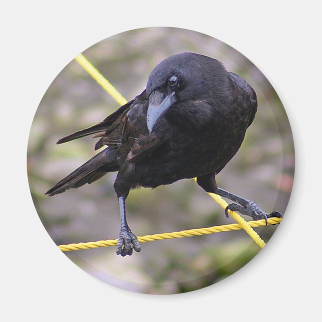 Imã Corvo em Crossroad (Frente)