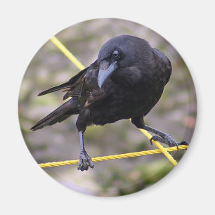 Imã Corvo em estradas transversaas