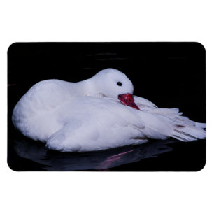 Ímã Coscoroba Swan P3442