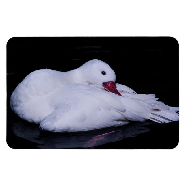 Ímã Coscoroba Swan P3442 (Horizontal)