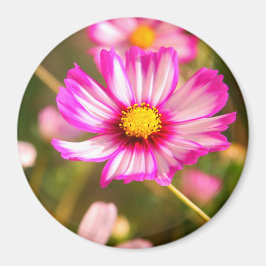 Imã Cosmos rosa,Jardim de Algodão Rosalinde