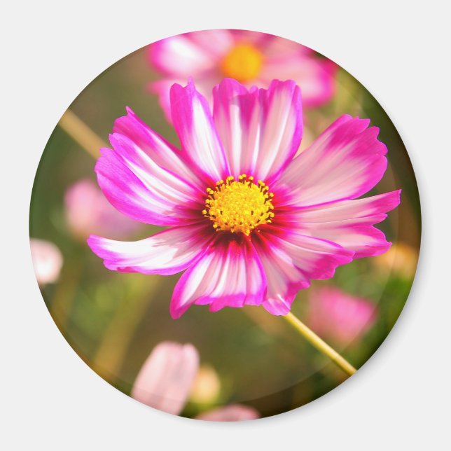 Imã Cosmos rosa,Jardim de Algodão Rosalinde (Frente)