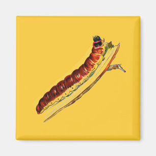 Imã Cossus cossus caterlenha