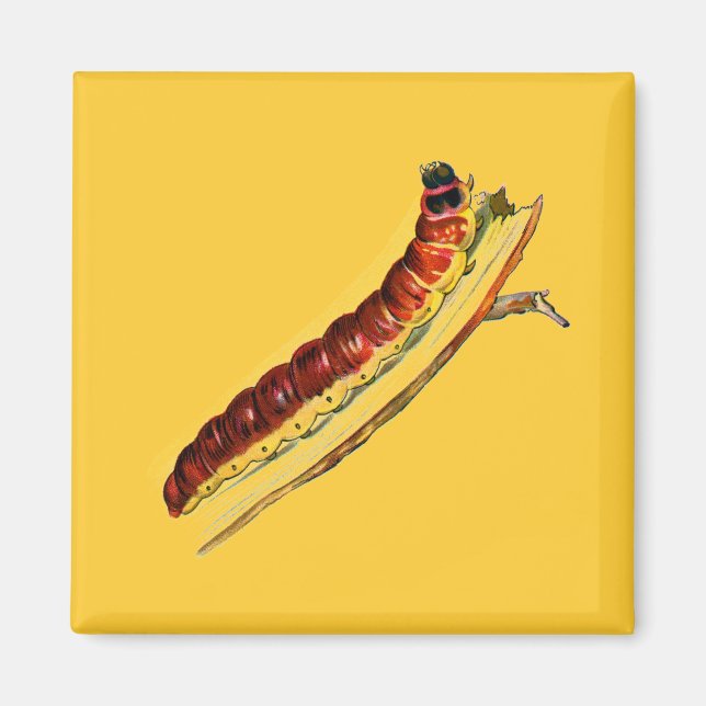 Imã Cossus cossus caterlenha (Frente)